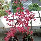 IMAG0245.jpg