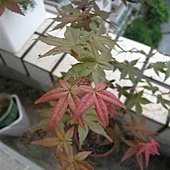 IMG_0955.JPG