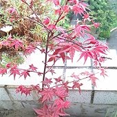 IMAG0246.jpg