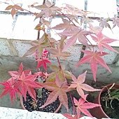 IMAG0249.jpg