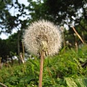 IMG_0913.JPG