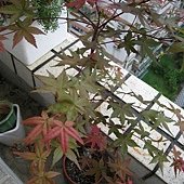 IMG_0954.JPG