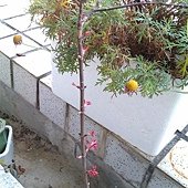 IMAG0242.jpg