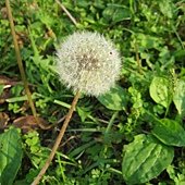 IMG_0903.JPG