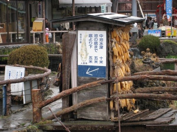 有隻人面鯉耶.JPG