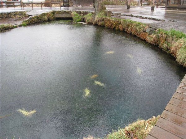 鯉魚影.JPG