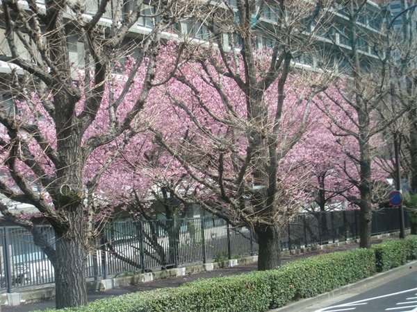 櫻花耶.JPG