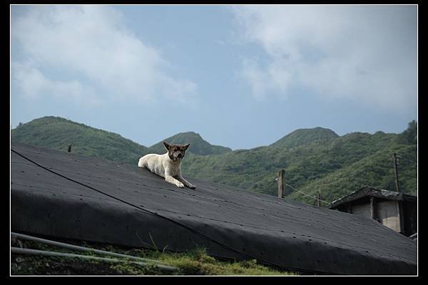傳統地下屋的狗