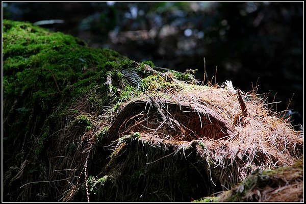 DSC_7278.jpg