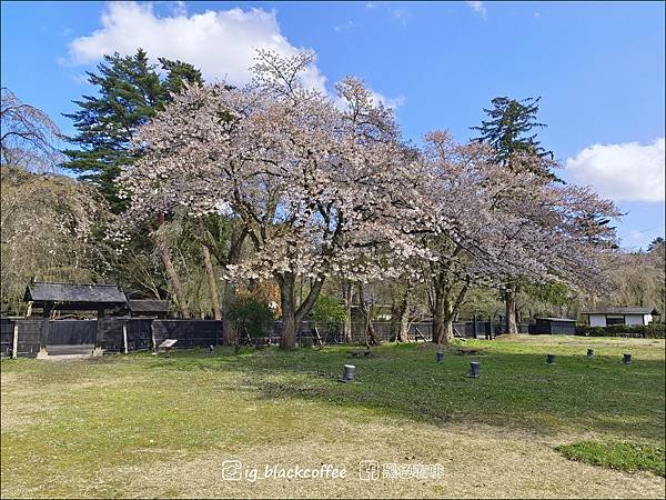 《賞櫻》【秋田．角館】檜木內川堤／武家屋敷通．賞櫻名勝百選名