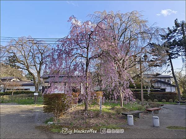 《賞櫻》【秋田．角館】檜木內川堤／武家屋敷通．賞櫻名勝百選名