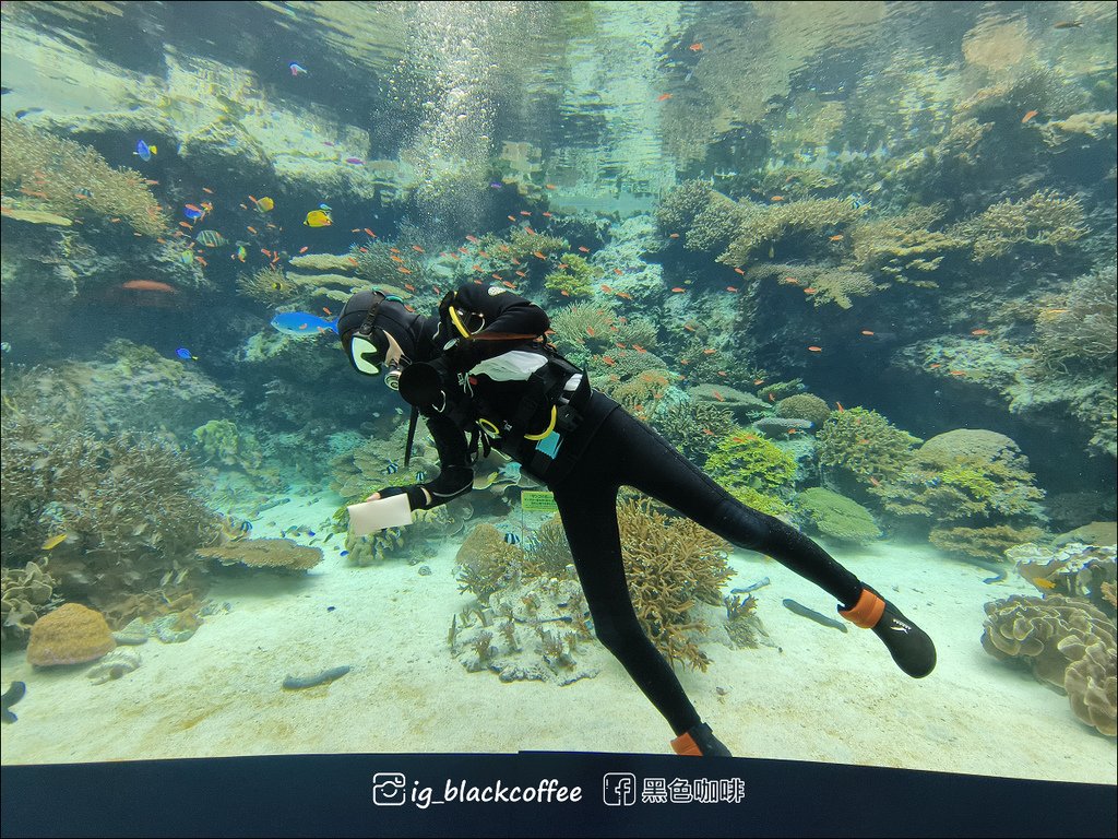 【沖繩．北部】沖繩美麗海水族館 (沖縄美ら海水族館)．詳細解