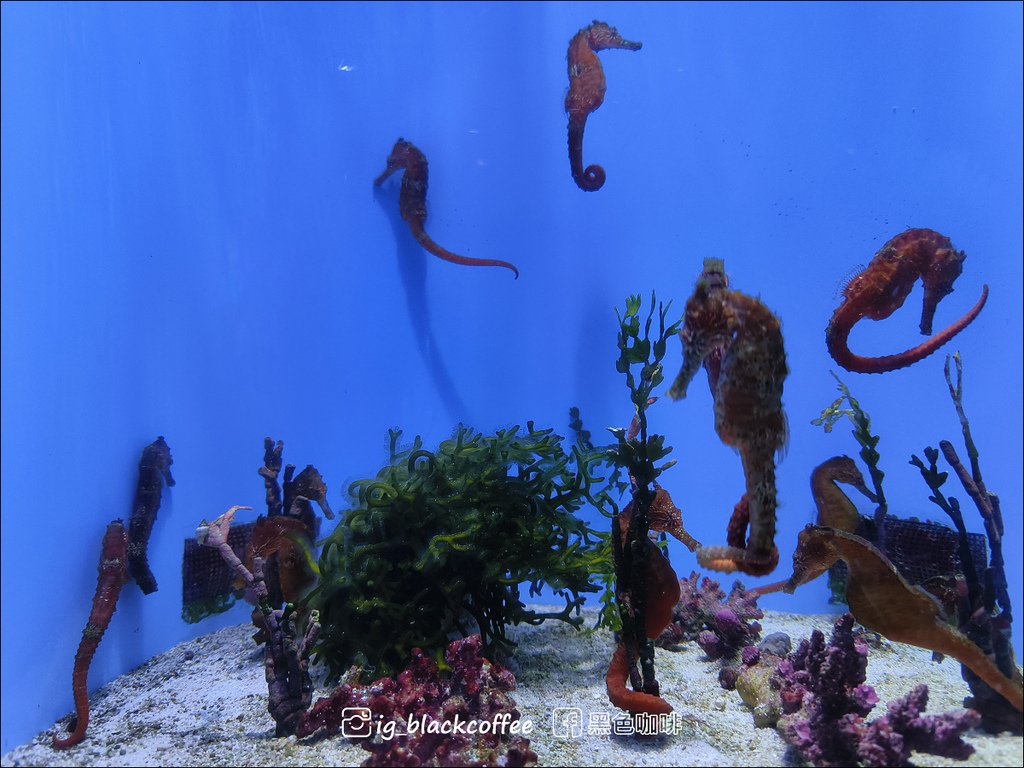 【沖繩．北部】沖繩美麗海水族館 (沖縄美ら海水族館)．詳細解