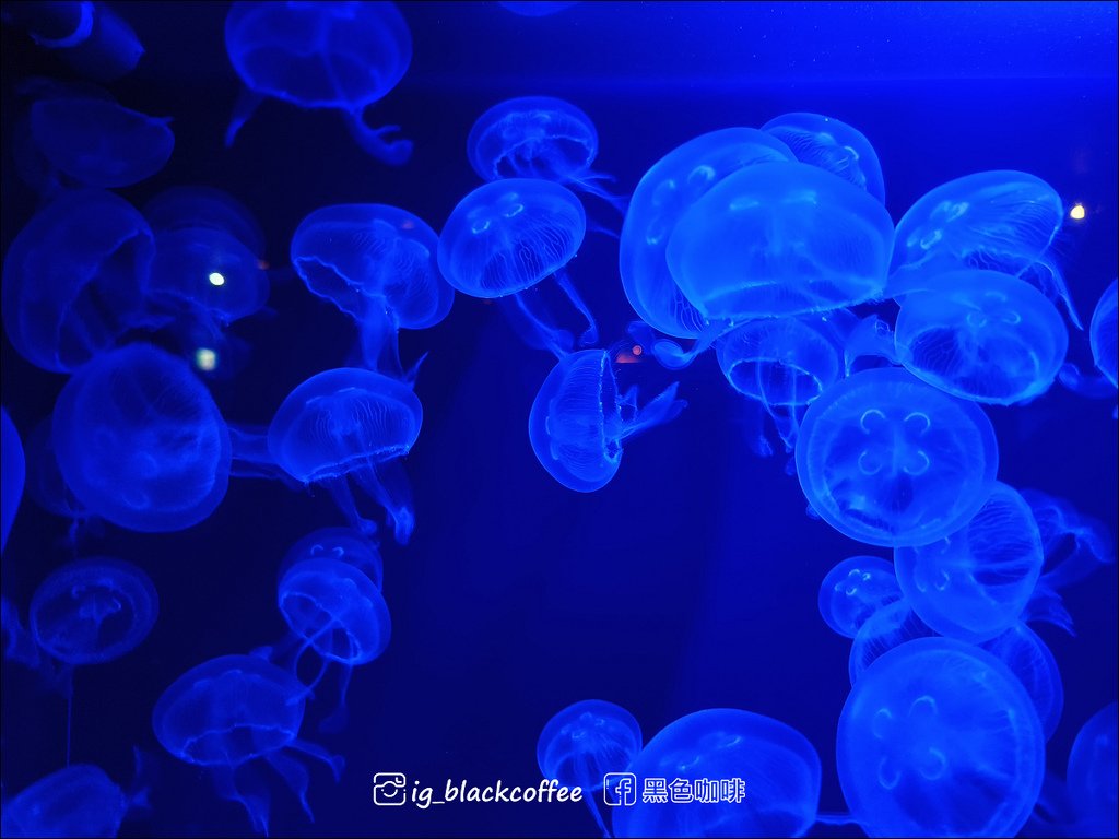 【沖繩．北部】沖繩美麗海水族館 (沖縄美ら海水族館)．詳細解