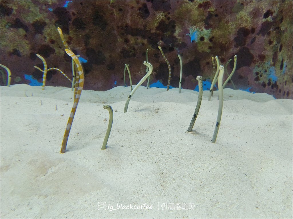 【沖繩．北部】沖繩美麗海水族館 (沖縄美ら海水族館)．詳細解