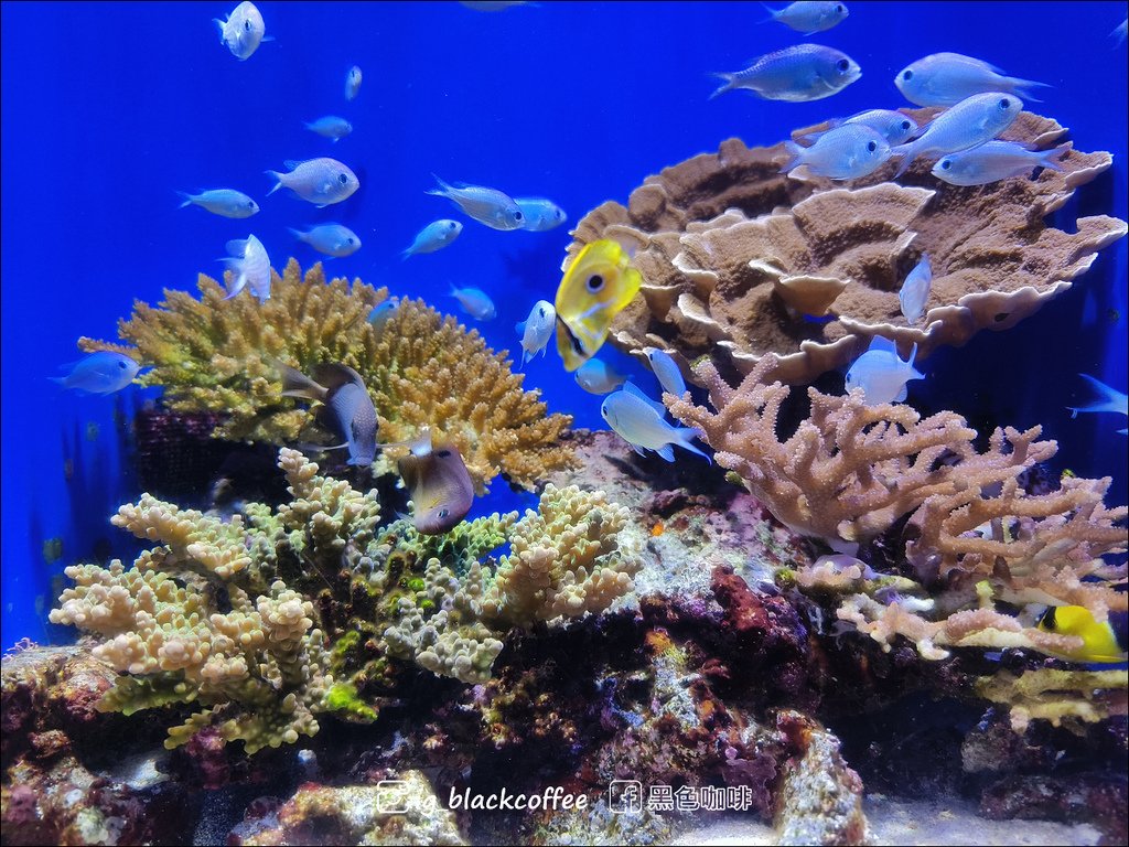 【沖繩．北部】沖繩美麗海水族館 (沖縄美ら海水族館)．詳細解