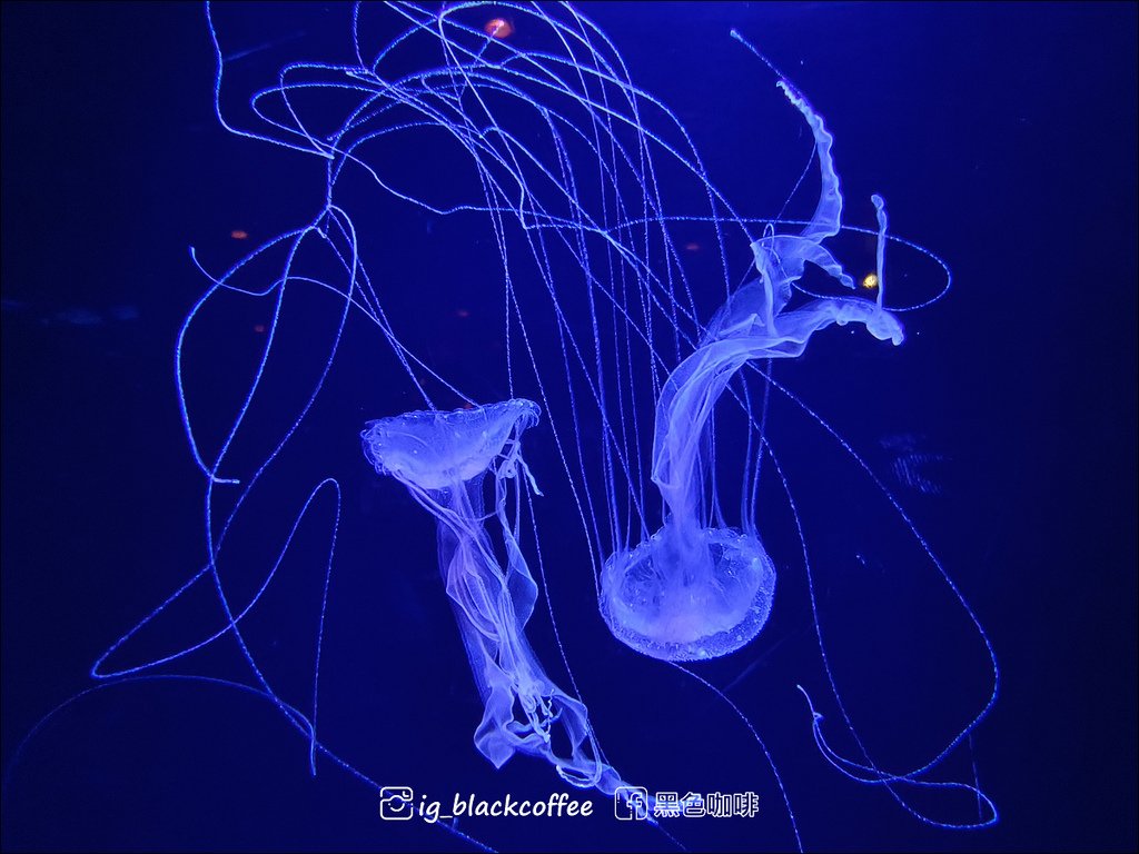 【沖繩．北部】沖繩美麗海水族館 (沖縄美ら海水族館)．詳細解