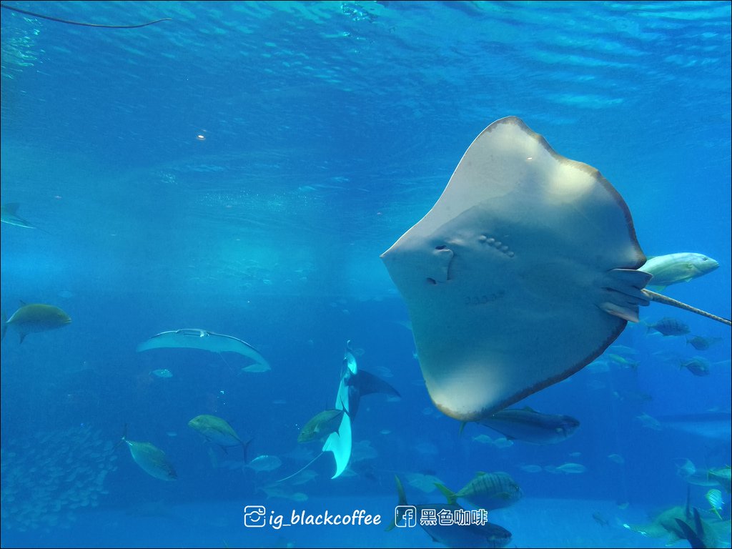 【沖繩．北部】沖繩美麗海水族館 (沖縄美ら海水族館)．詳細解