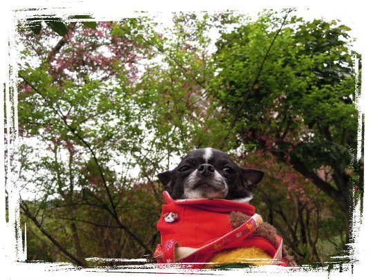 20120211下午3點23分黑面寶寶賞櫻花.jpg
