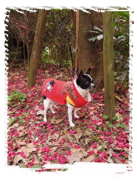 20120211下午3點28分黑面與櫻花.jpg