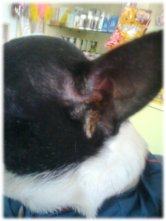 20110127上午9點52分黑面化膿結痂的耳朵.jpg