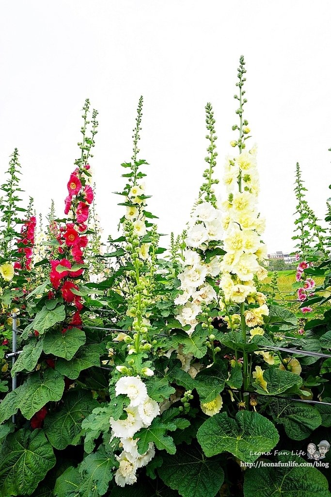 彰化員林蜀葵花DSC08566-2.jpg