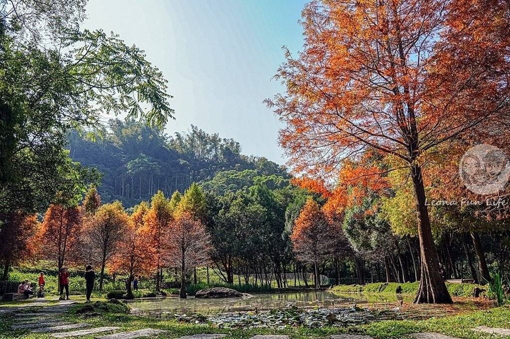 台中免費景點太平苗圃落羽松林秘境享受森林浴美照拍不完DSC07002-2.jpg