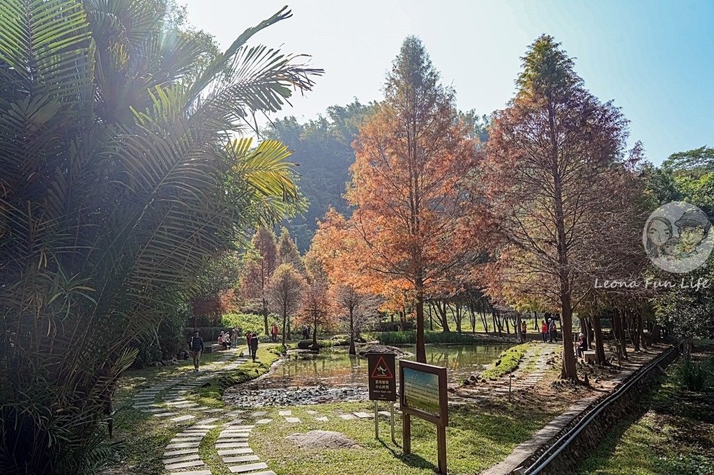 台中免費景點太平苗圃落羽松林秘境享受森林浴美照拍不完DSC06998-2.jpg