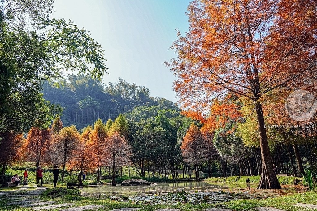 台中免費景點太平苗圃落羽松林秘境享受森林浴美照拍不完DSC07002-2.jpg