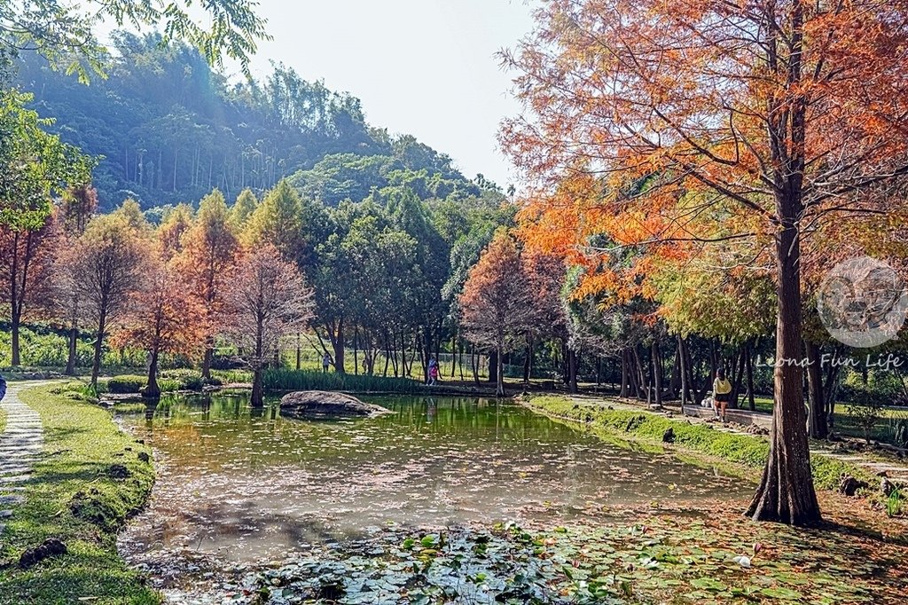 台中免費景點太平苗圃落羽松林秘境享受森林浴美照拍不完DSC07049-2.jpg