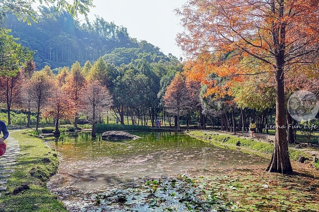 台中免費景點太平苗圃落羽松林秘境享受森林浴美照拍不完DSC07050-2.jpg