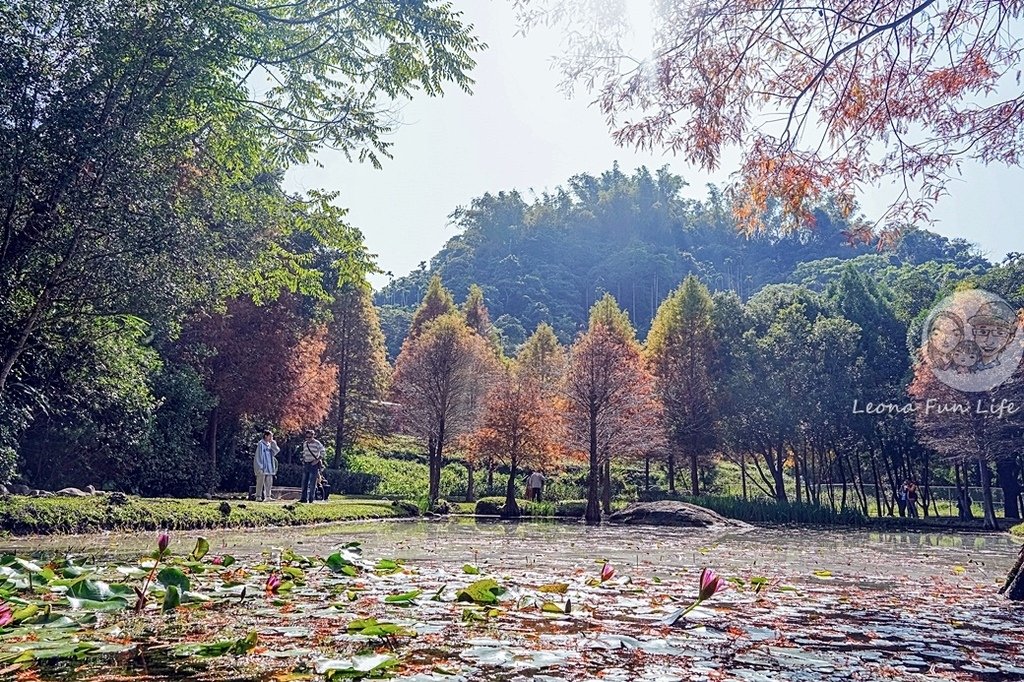 台中免費景點太平苗圃落羽松林秘境享受森林浴美照拍不完DSC07053-2.jpg