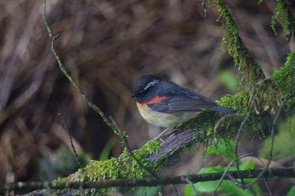 20130425-27大雪山賞鳥比賽 栗背林鴝