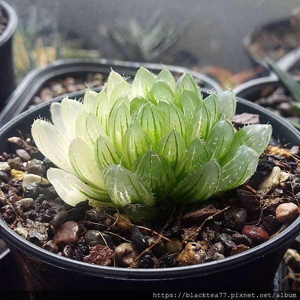 haworthia.ps67_120088041_351425572569800_1220896812288761521_n.jpg