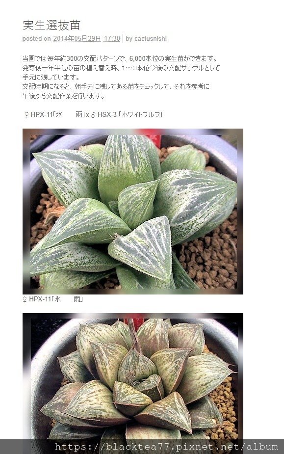 haworthia.jpg