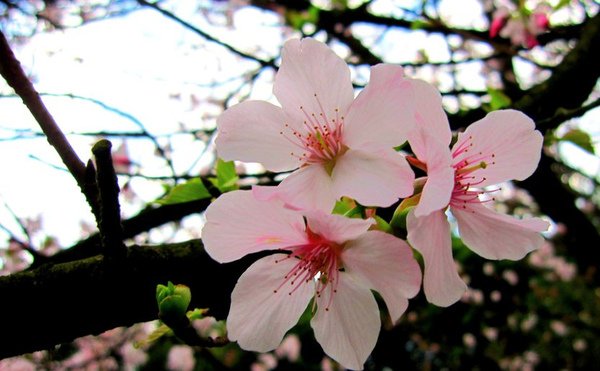 吉野櫻