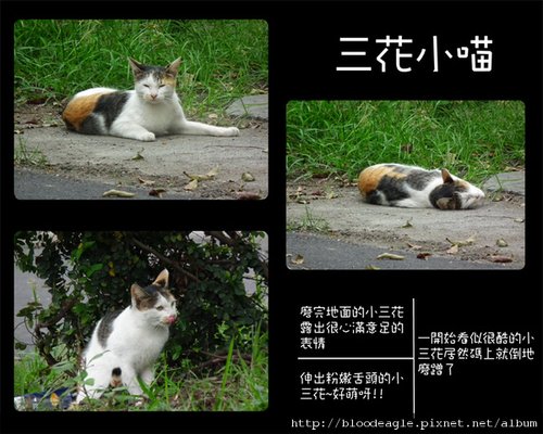 屏東野喵-1.jpg