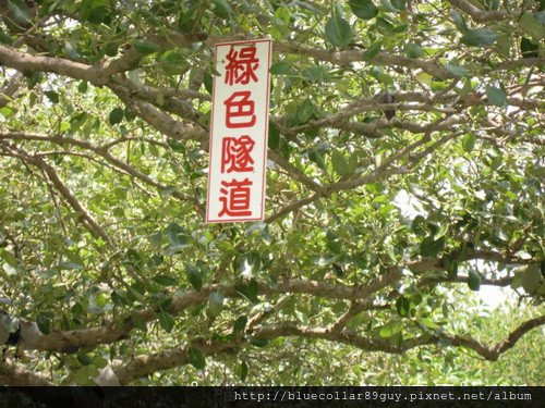 綠色隧道 14