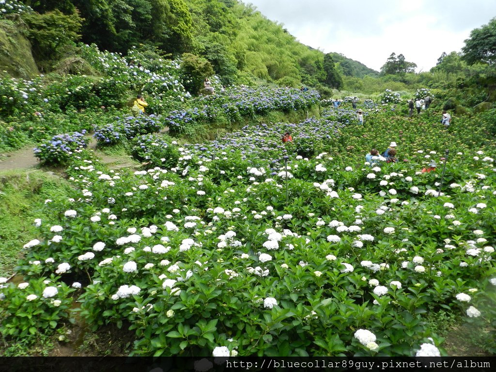 繡球花海 10