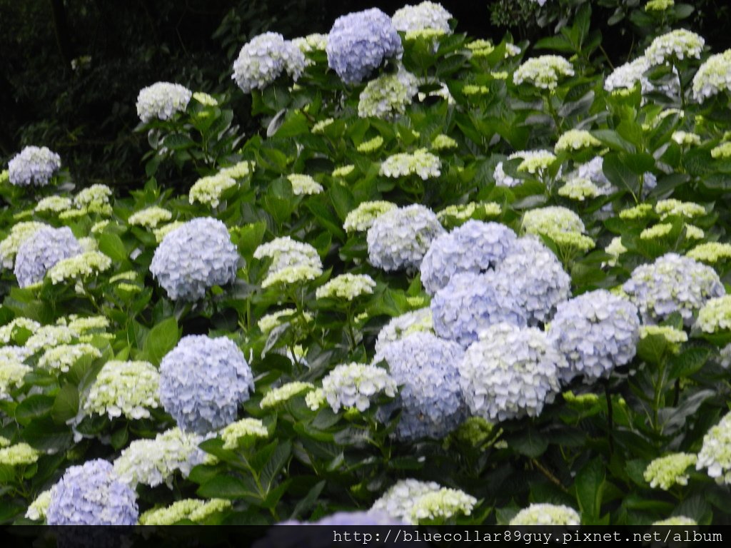 繡球花海 14