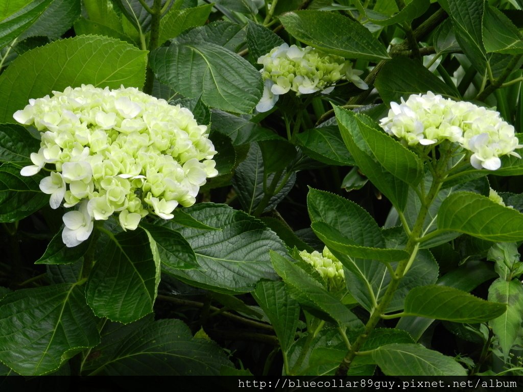 繡球花海 16