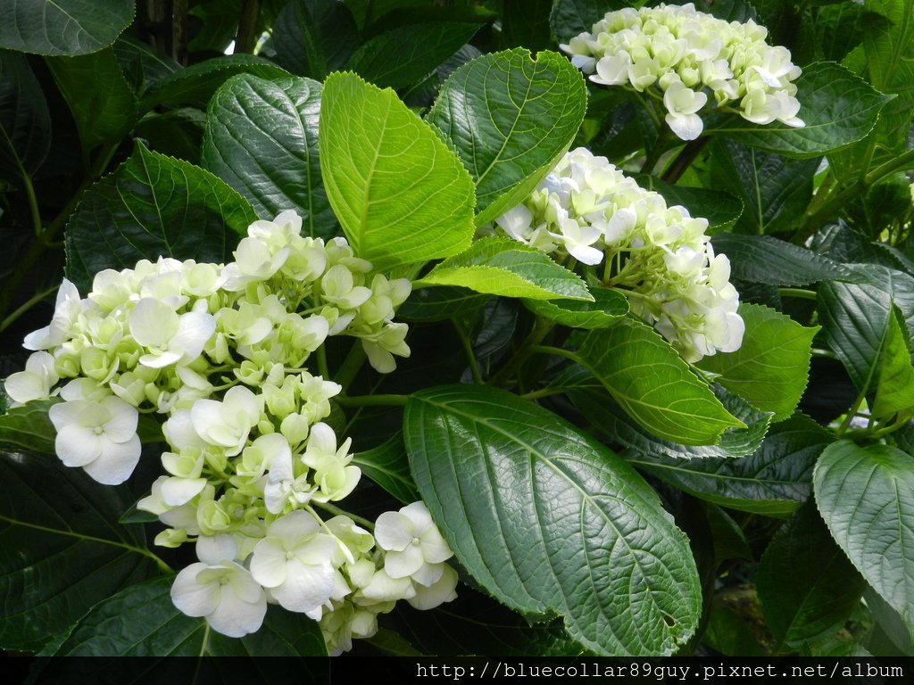 繡球花海 37