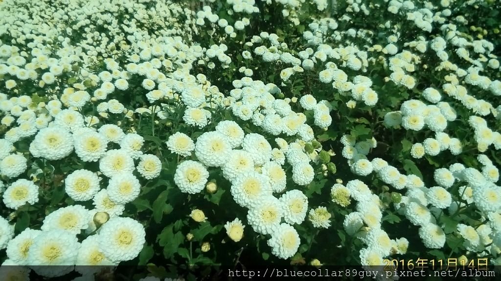 銅鑼杭菊芋頭18