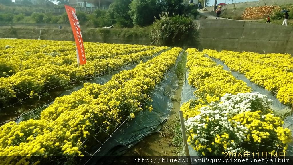 銅鑼杭菊芋頭21