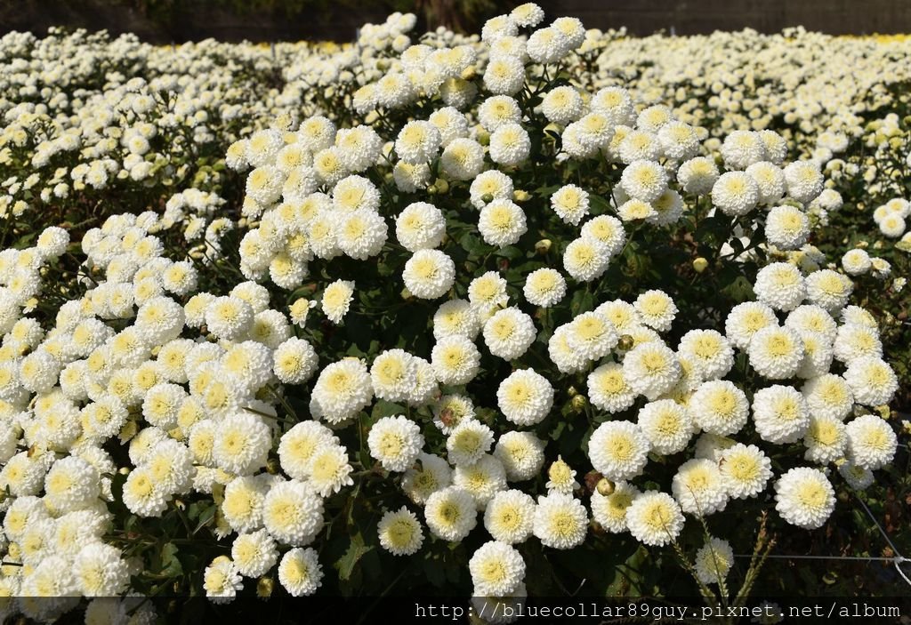 銅鑼杭菊芋頭32