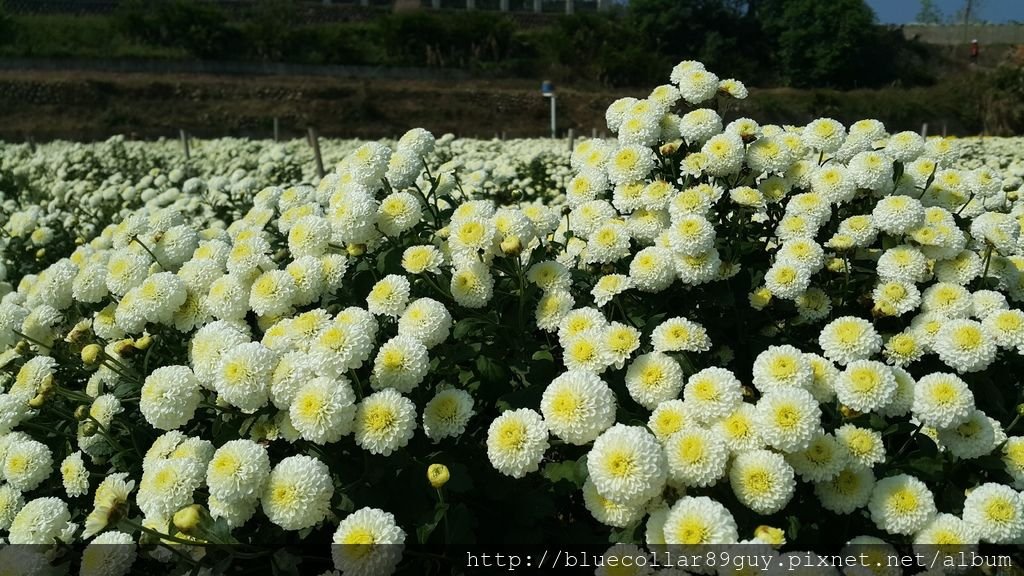 銅鑼杭菊芋頭38