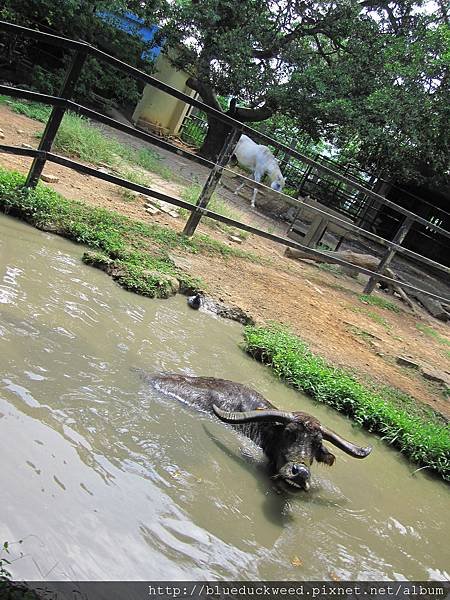 鴿子完全泡在水里