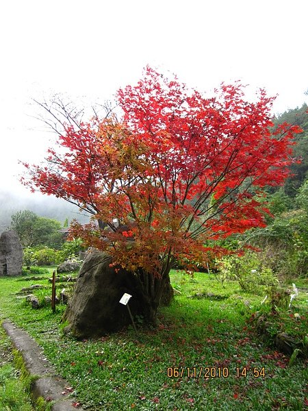 火紅的槭樹