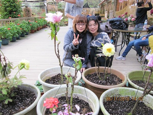 溫室花園裡唯9朵牡丹