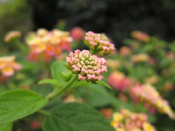 IMG_4171.JPG